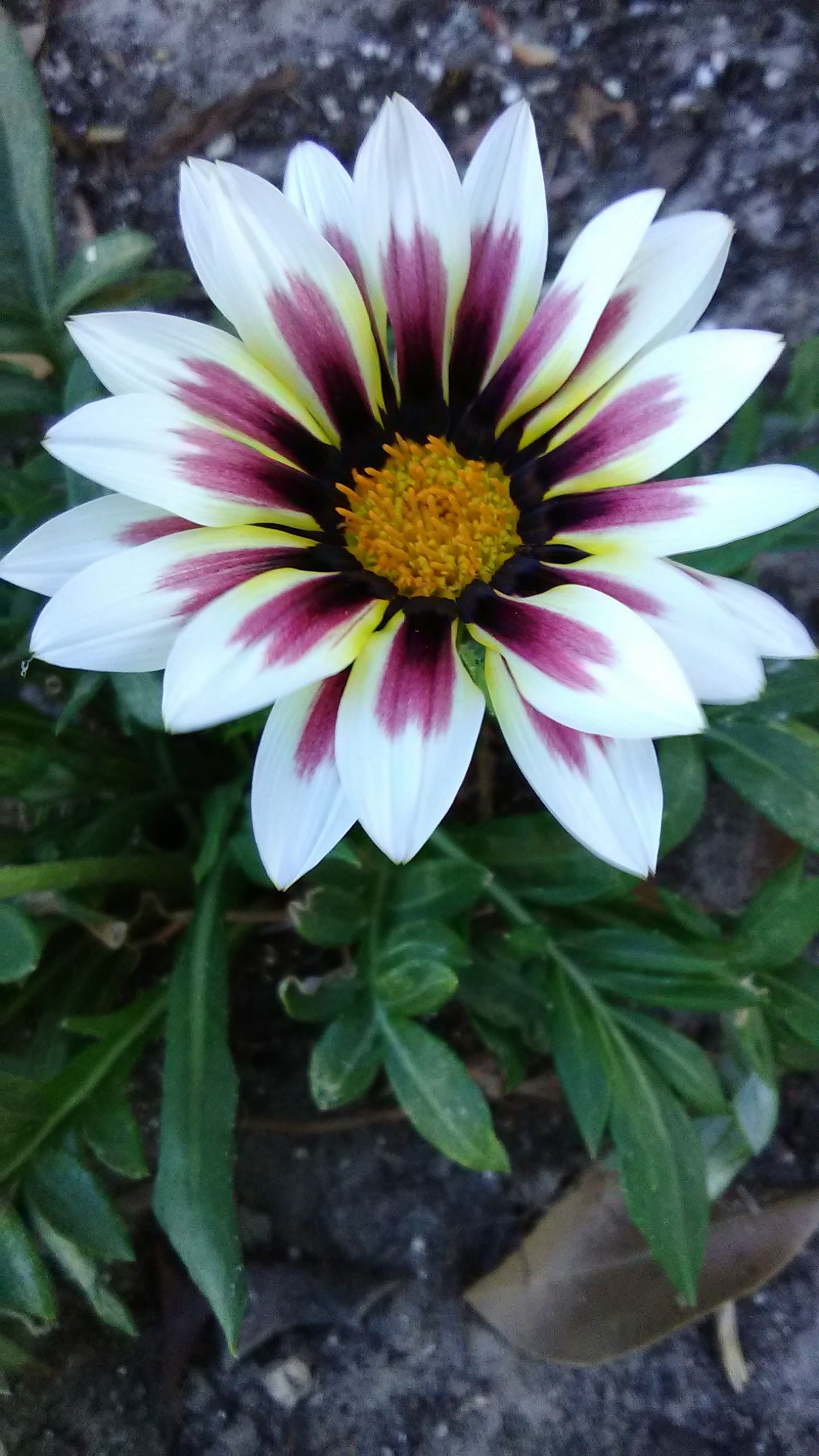 2017-05-17 18.25.29.jpg